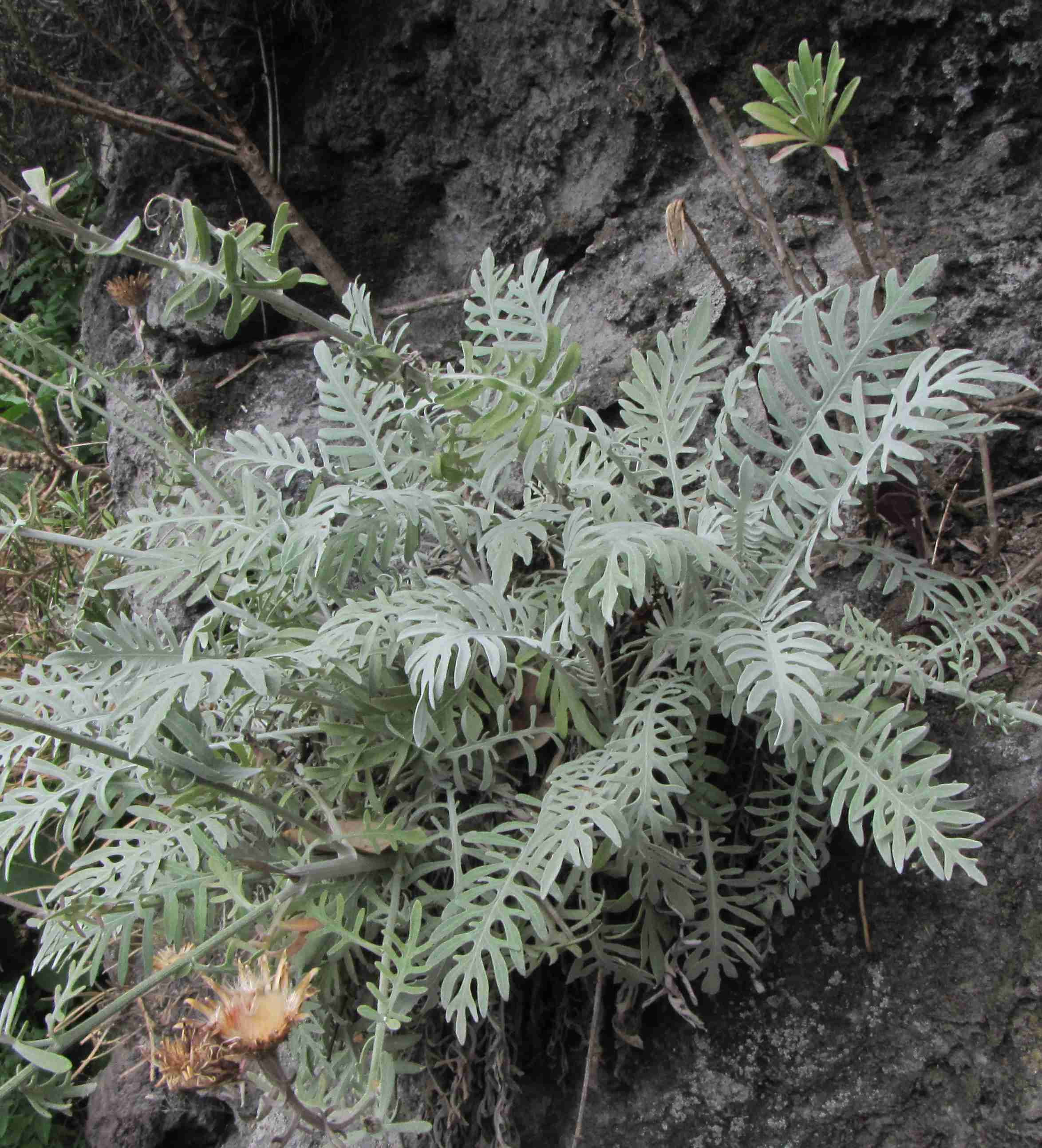 asteracea ad Ischia - Centaurea cineraria